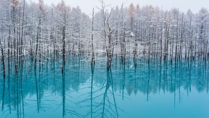white trees lake nature turquoise water snow reflection 2k