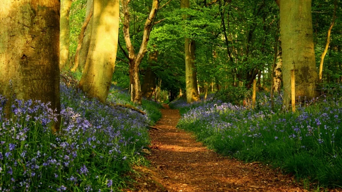 woodland nature vegetation forest flora wildflower spring 2k