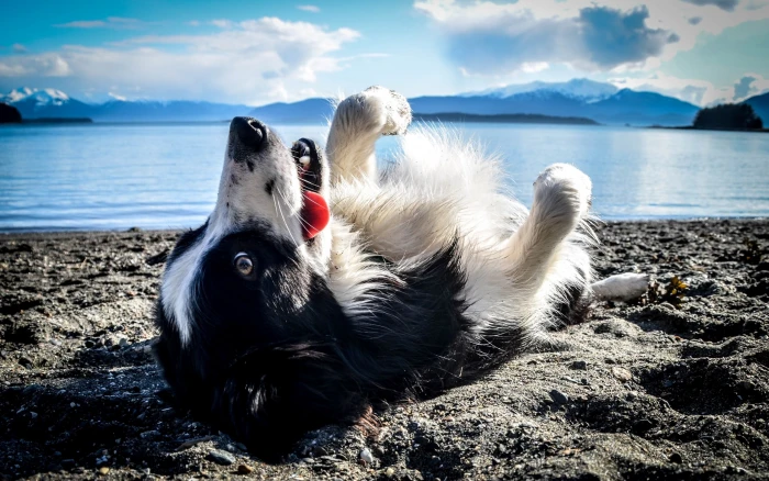 black and white short coated puppy dog animals nature beach 2k