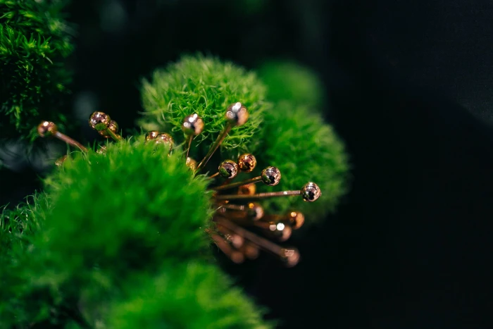Close ups of flowers and plants flora green nature Color 2k 4k