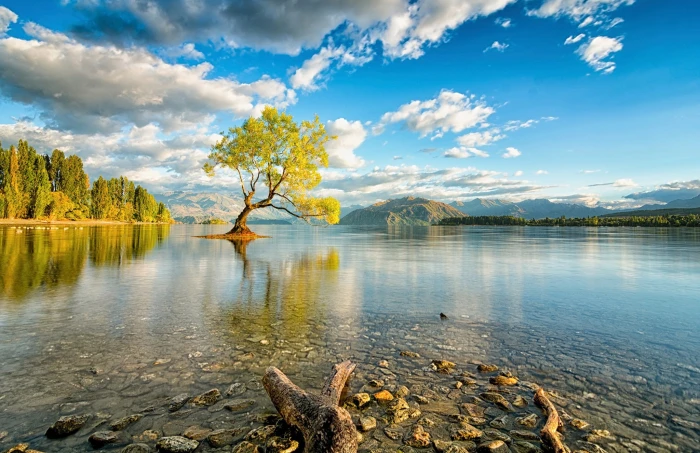 New Zealand nature lake trees reflection Lake Wanaka 2k