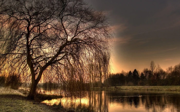 Por Do Sol lago arvore natureza nature and landscapes 2k