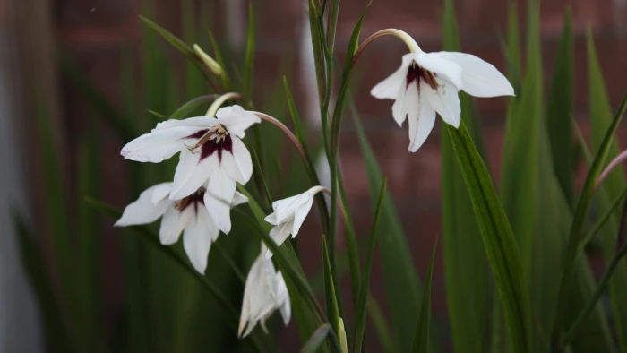 Atsidantera wallpaper herbs leaves 2k 4k 5k