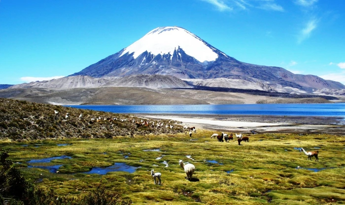 goat on green grass with mountain under blue sky chile 2k