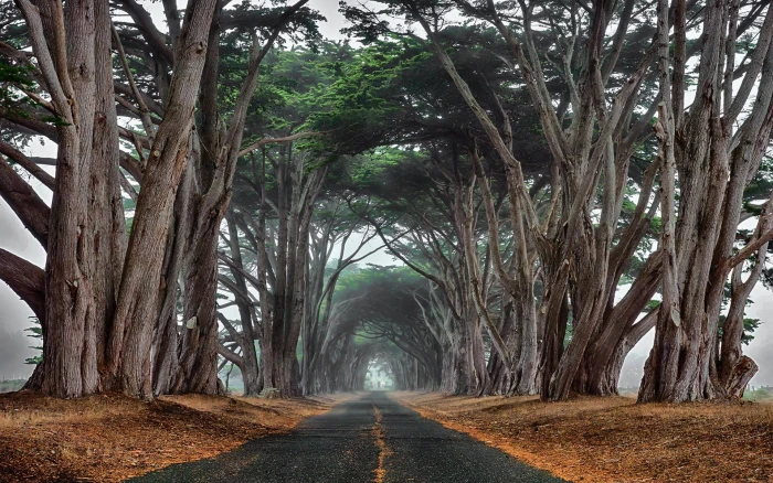 green leafed trees landscape nature cypress road mist tunnel 2k