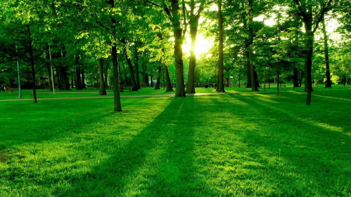 green nature lawn grass tree woodland sunlight forest 2k