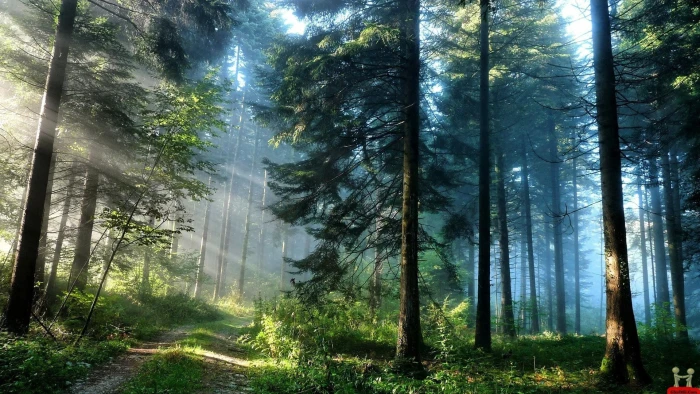 nature Cool Forest beauty images ultra hd 2k