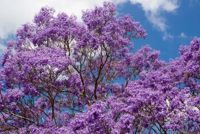 purple cherry blossom tree Jacaranda Flowers Australia pretty 2k