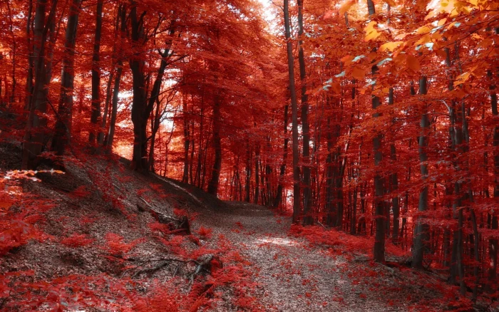 red leafed tree maple leaf trees nature landscape fall path 2k