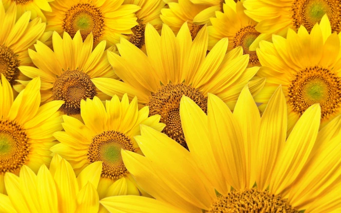Sunflowers Background yellow flowers nature 2k