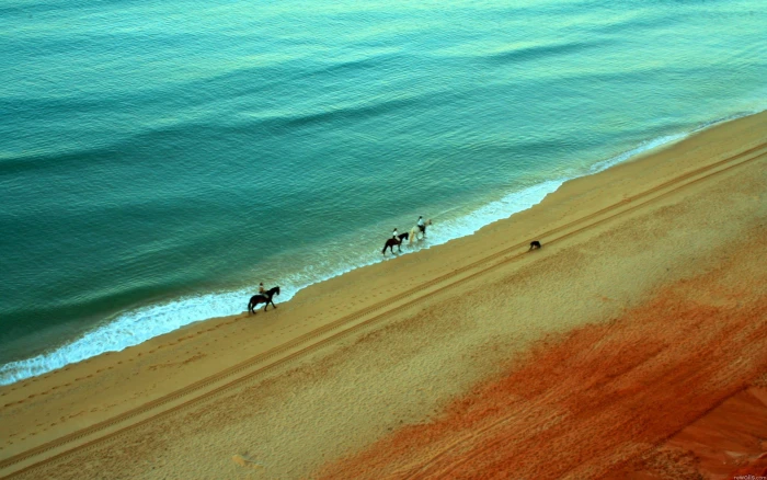 three horses beach land sea water sand beauty in nature 2k