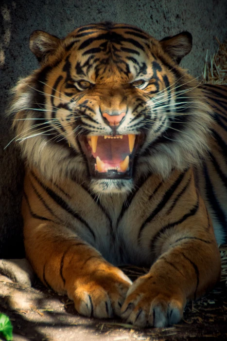 tiger showing teeth Nobody Wins Tamron face growl outdoor