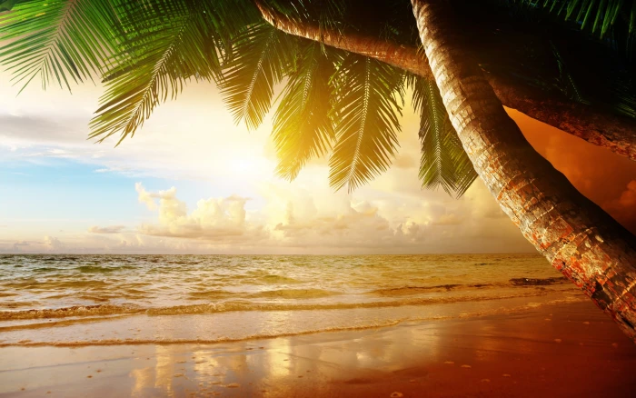 Summer tropical scenery sunset sea ocean palm trees green and brown tree illustration 2k