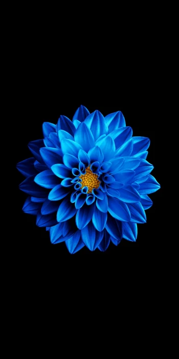 Samsung Super Amoled Dark electric blue Flower Theme herbaceous plant HD phone wallpaper
