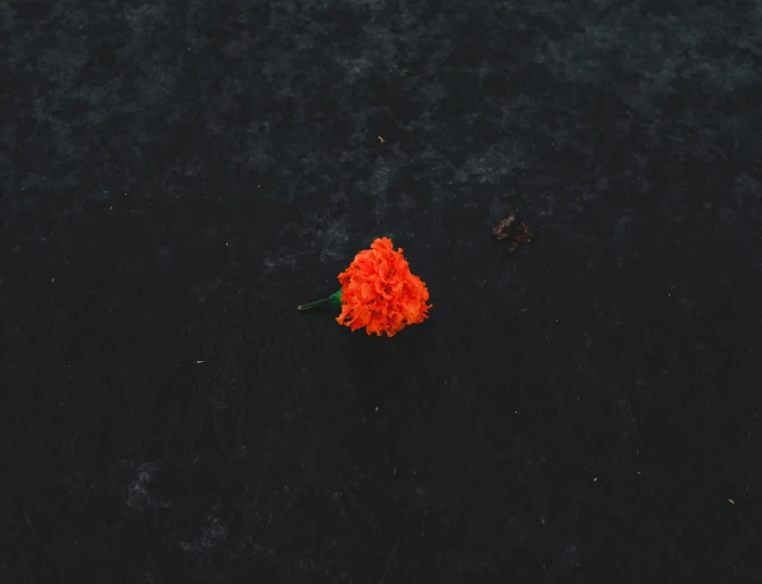 flower marriage wedding on ground orange 77 2k 4k 5k
