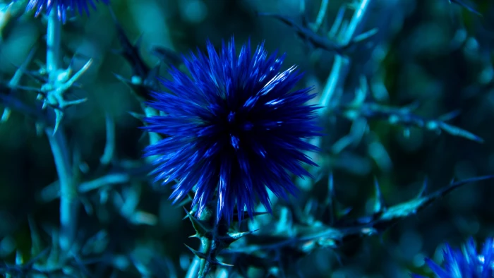 closeup photo of blue petaled flower Chardon wallpaper 2k 4k 5k