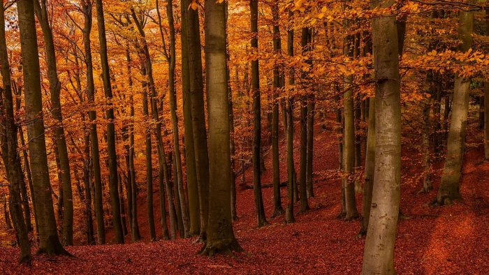 autumn leafed tree nature landscape amber forest fall leaves 2k