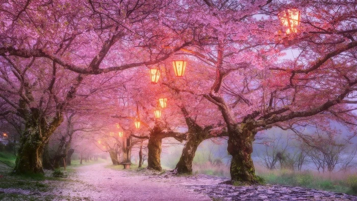 iwakuni japan cherry blossom april spring nature path 2k