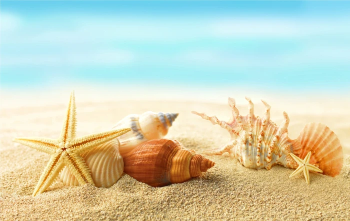 seashells wallpaper sand beach the sun stars summer sunshine 2k