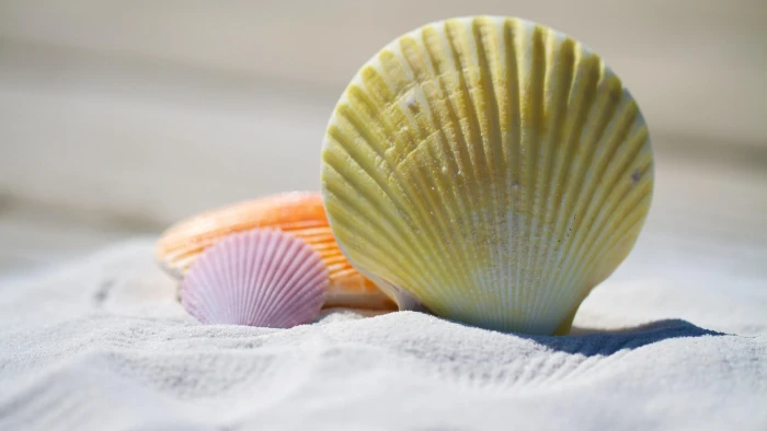 shell sand seashell close up beach sandy white 2k 4k 5k