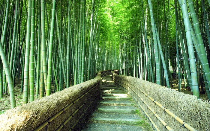 Bamboo forest trails green scenery bamboo plants near pathway 2k