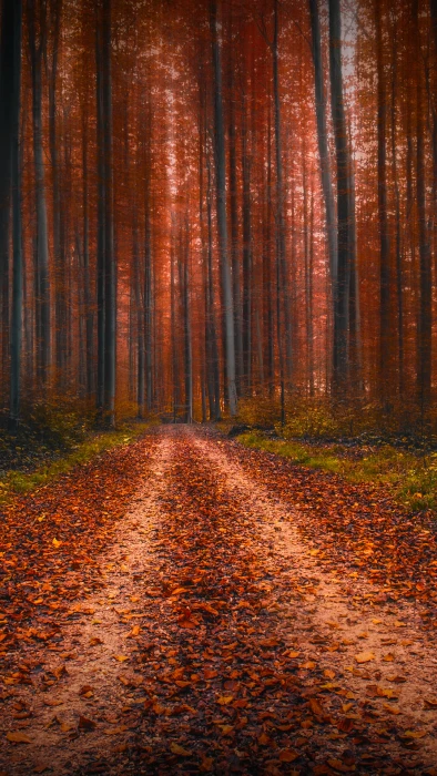 brown and black area rug nature landscape portrait display
