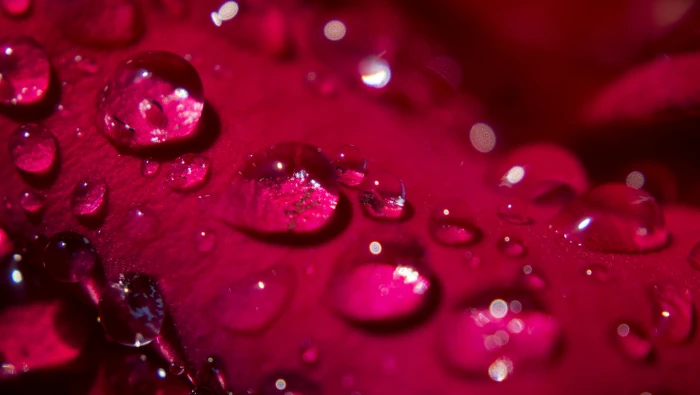 drop of water rose Morning Dew Petal pedal 2k 4k