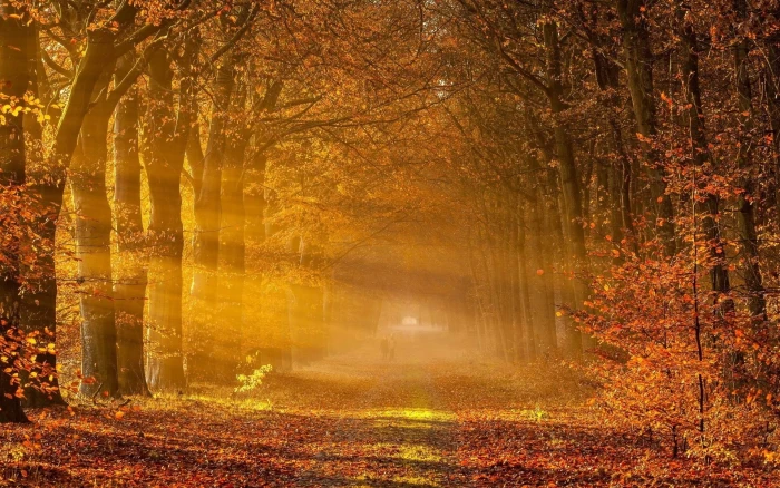 fantastic autumn landscape Scenery HD wallpaper season of fall 2k