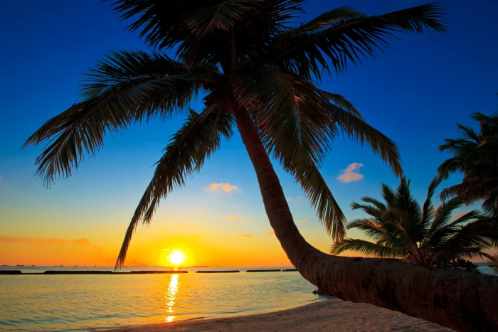 green leafed coconut tree trees beach tropical landscape 2k