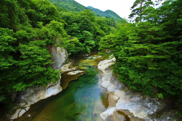 green leafed trees landscape nature spring river shrubs 2k