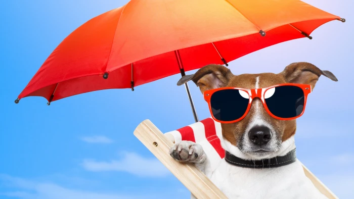 Jack Russell terrier wearing red sunglasses beside umbrella at daytime 2k 4k