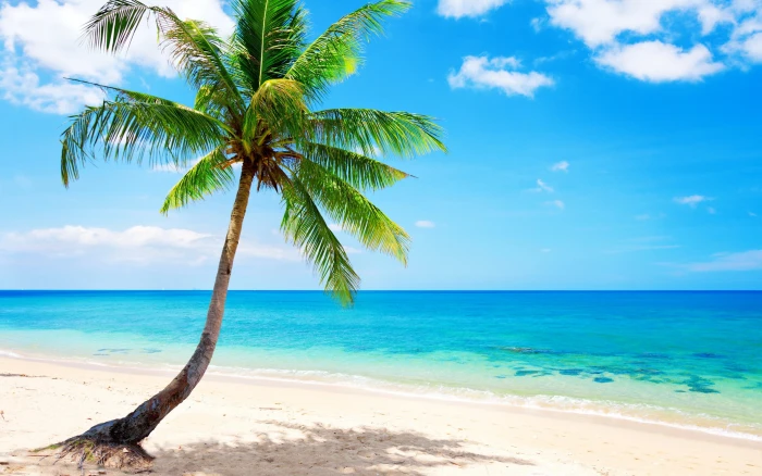 Lonely palm tree tropical beach coast sea 2k
