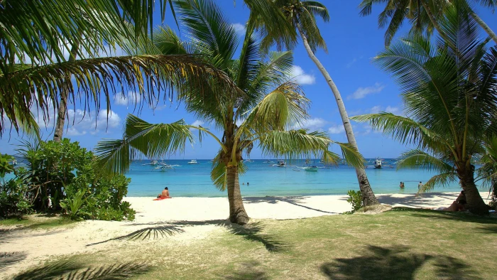 nature coconut palm beach tropical tree sea ocean island 2k