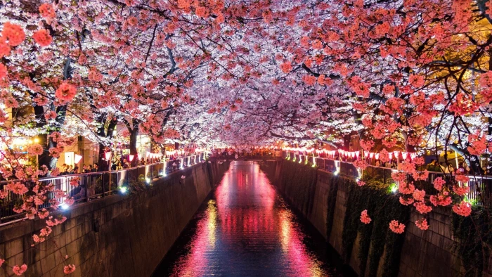 nature sakura japan tunnel cherry blossom spring flower 2k