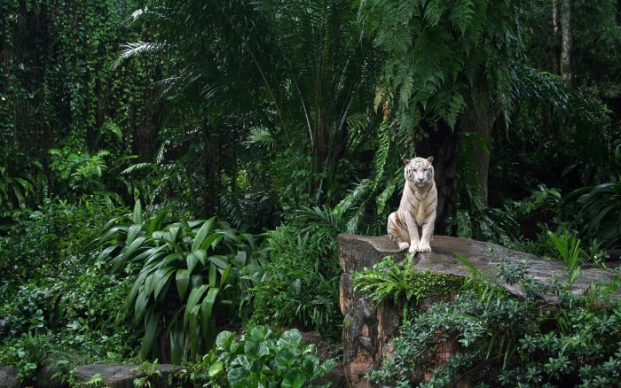 white tiger tigers big cats nature animals forest 2k