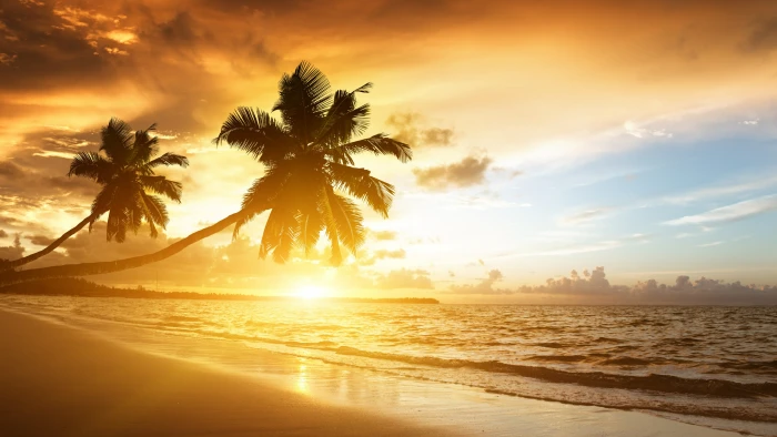 beach kerala india indian ocean marari palms asia 2k 4k