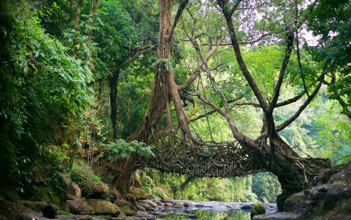 brown tree trunk nature India bridge river jungle roots 2k