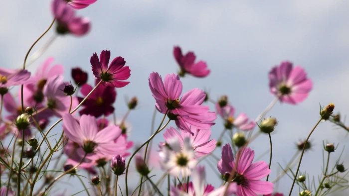 closeup photography of purple petaled flowers Cosmos field 2k 4k