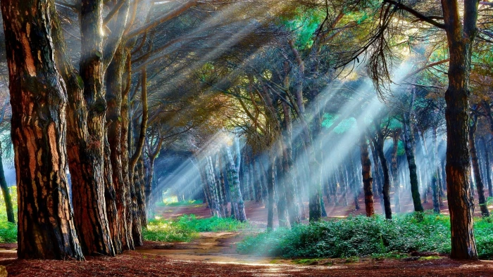 nature green woodland forest sunbeam rays tree grove 2k