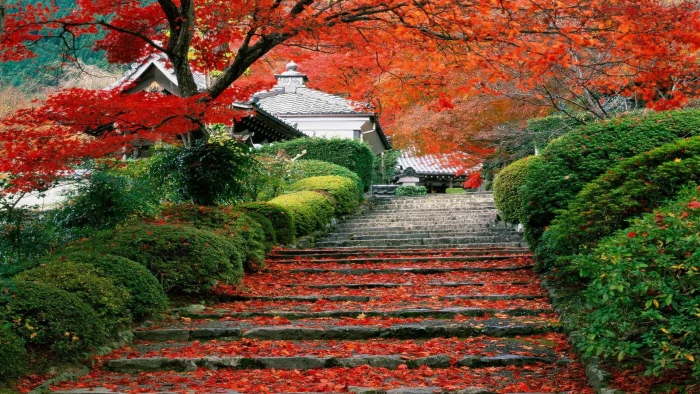 orange maple tree cherry blossoms Japan landscape fall 2k