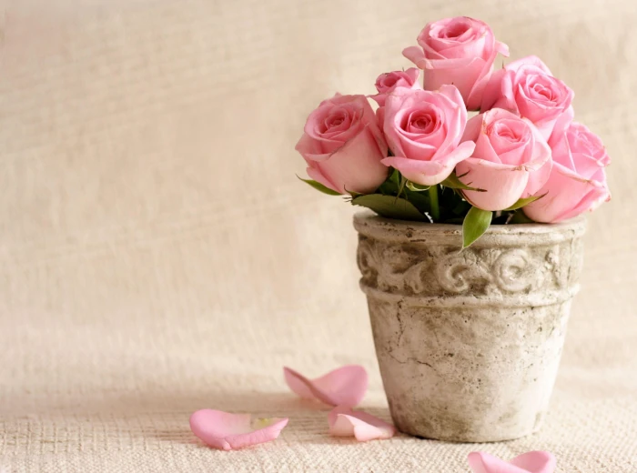pink Rose bouquet roses flowers pot petals Color rose Flower 2k 4k