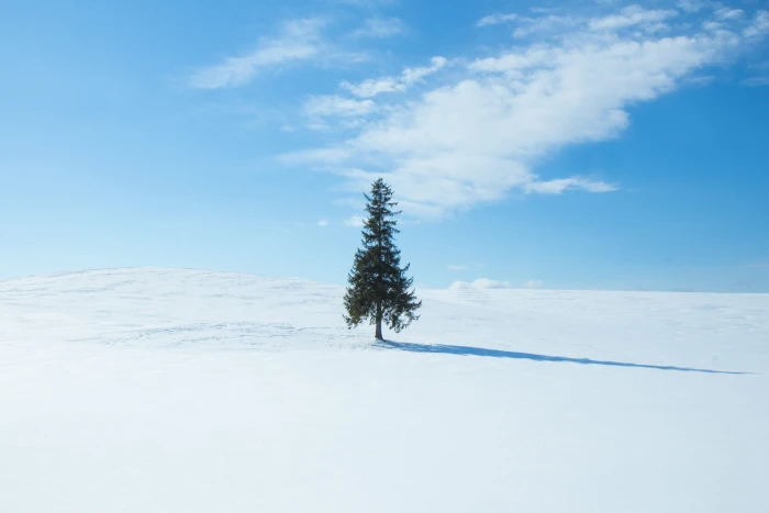 green pine tree at middle of field plant biei fir abies nature 2k 4k 5k