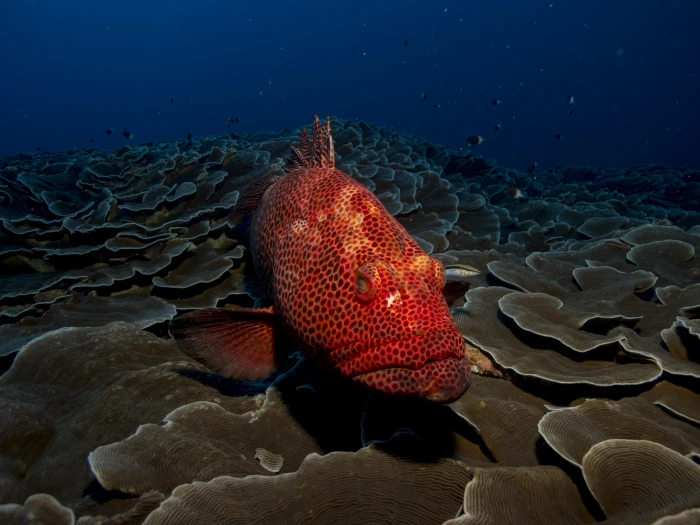 red and black polka dot fish photo grouper sea water 2k 4k