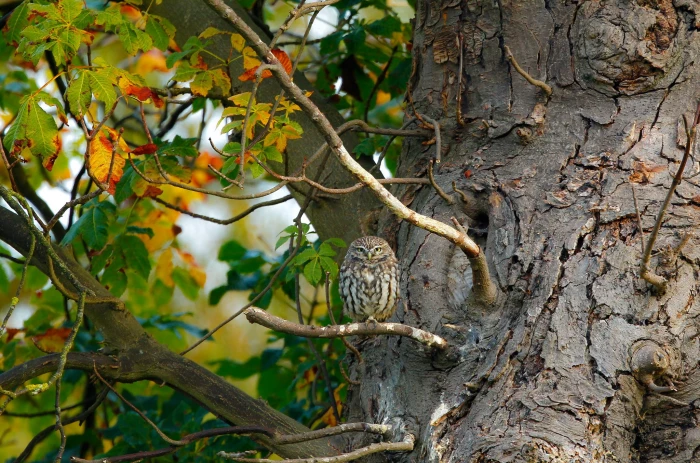 Bird owl in nature owlet tree branch leaf animals birds 2k