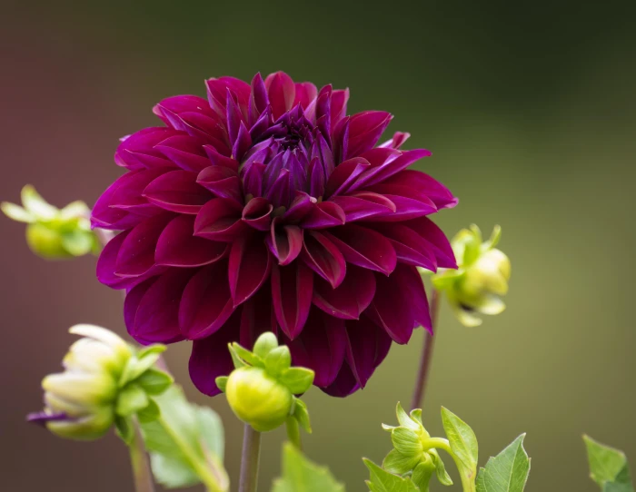 close photo of purple cluster petaled flower dahlia red longwood gardens 2k 4k 5k