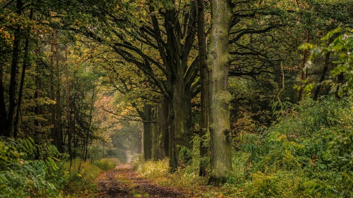 green leafed trees nature landscape forest branch leaves 2k