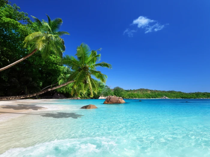 Tropical paradise sunshine beach coast sea palm trees 2k