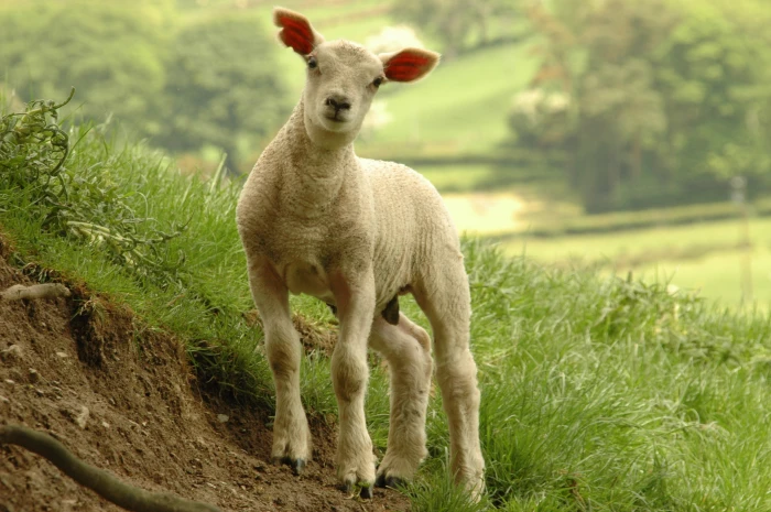 white sheep calf standing near grass Lamb Roger Davies Wales 2k
