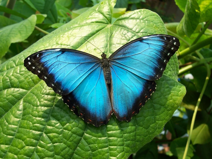 blue and black butterfly Summertime Blues 2k