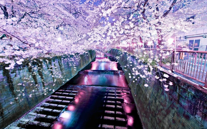 cherry blossom trees river nature flower plant flowering 2k